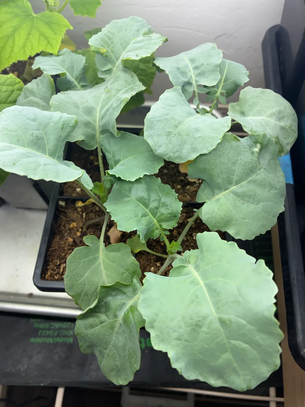 Broccoli seedlings with broad blue-green leaves in a black seed tray under grow lights