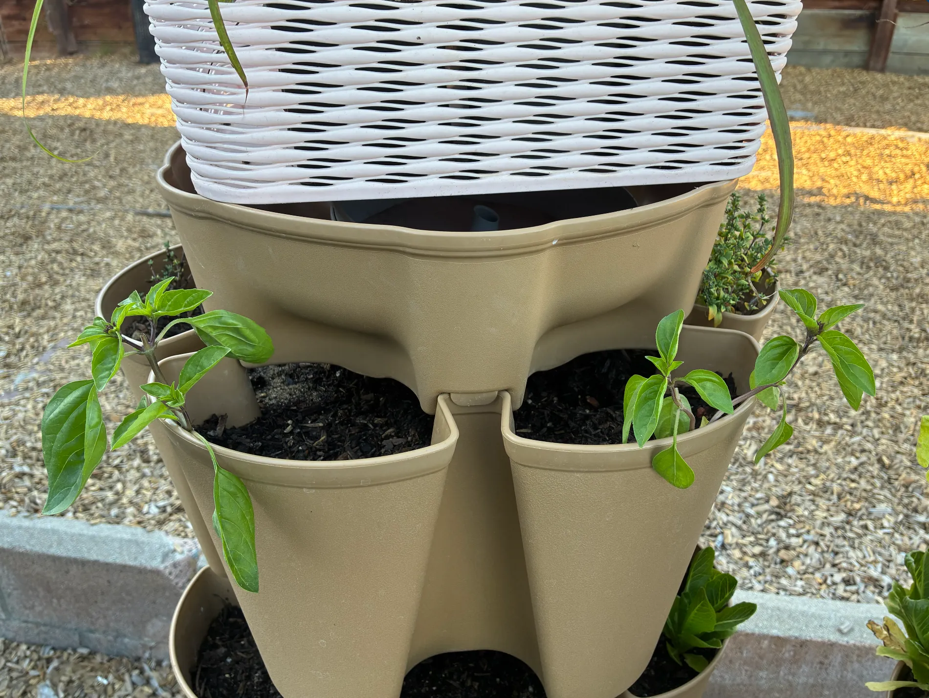 Two young basil cuttings planted in the top pockets of a tan GreenStalk vertical planter