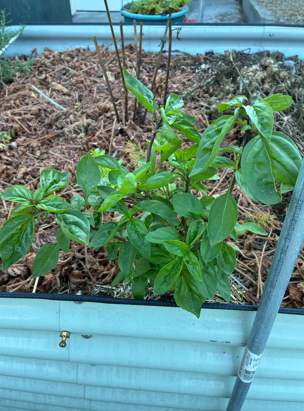A leafy basil plant regrowing in a galvanized raised bed, surrounded by wood-chip mulch