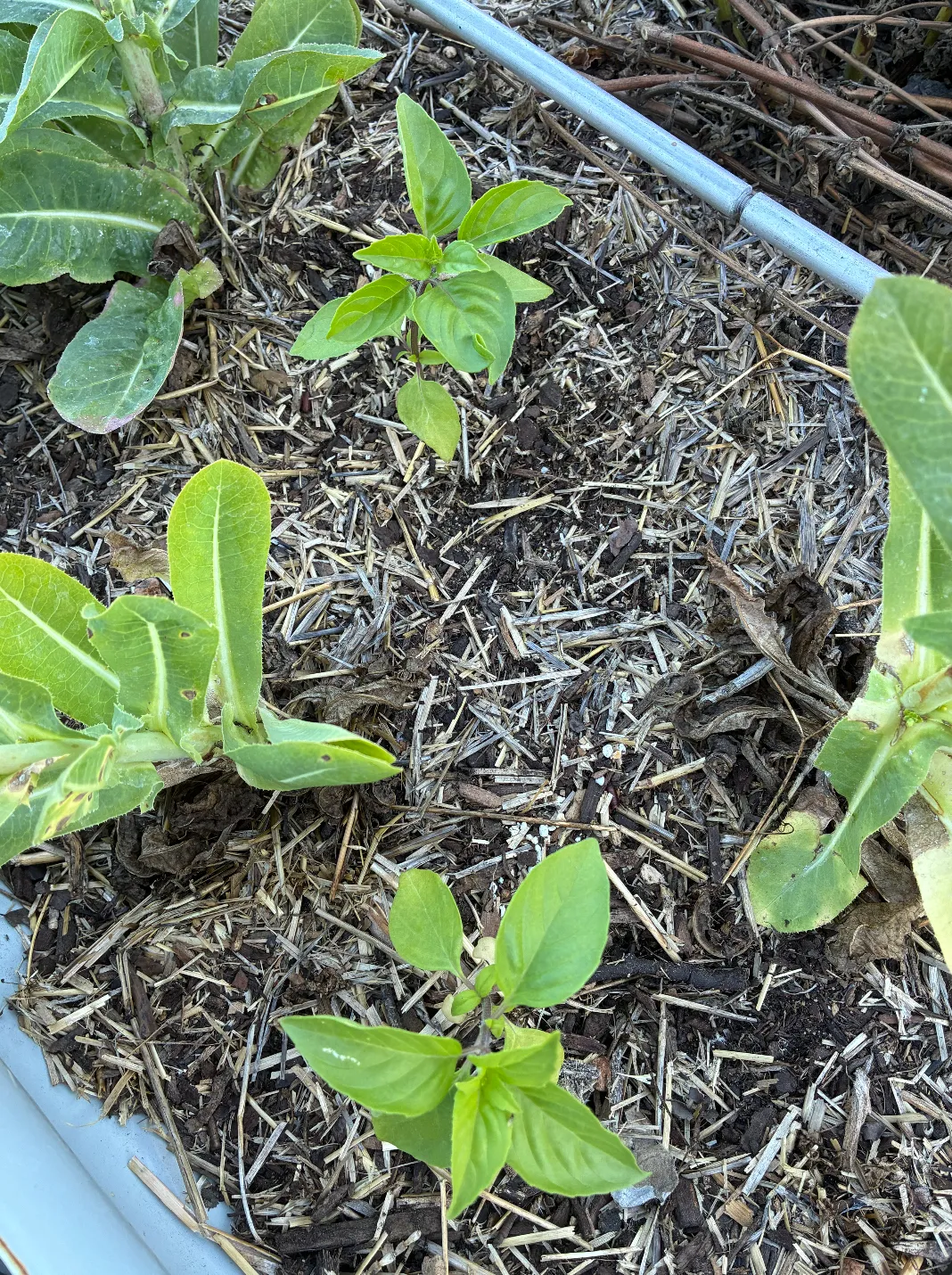 Two small seed-started basil plants in a straw-mulched raised bed between heads of romaine lettuce