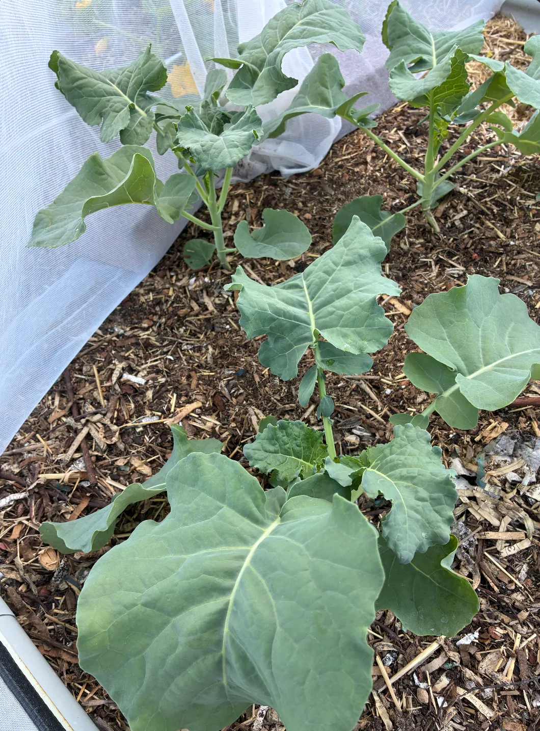 Young broccoli transplants with broad blue-green leaves in a wood-chip-mulched raised bed under white insect netting